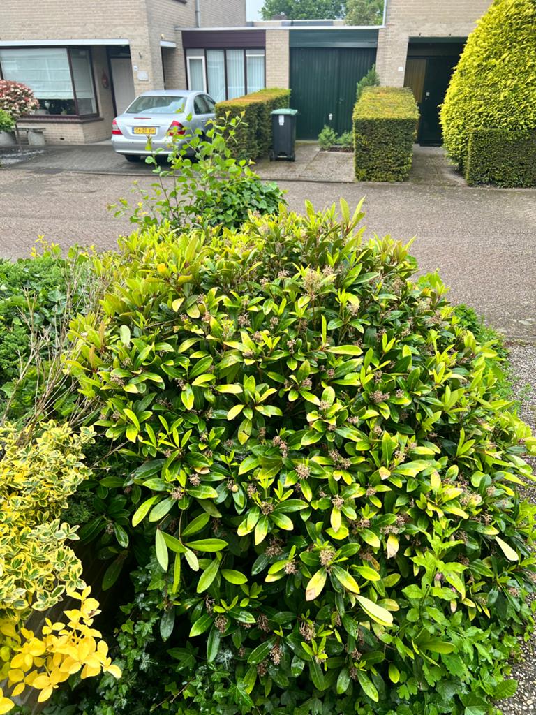 Gratis planten ophalen en zelf uitgraven, Vaste plant, Halfschaduw, Lente, Ophalen