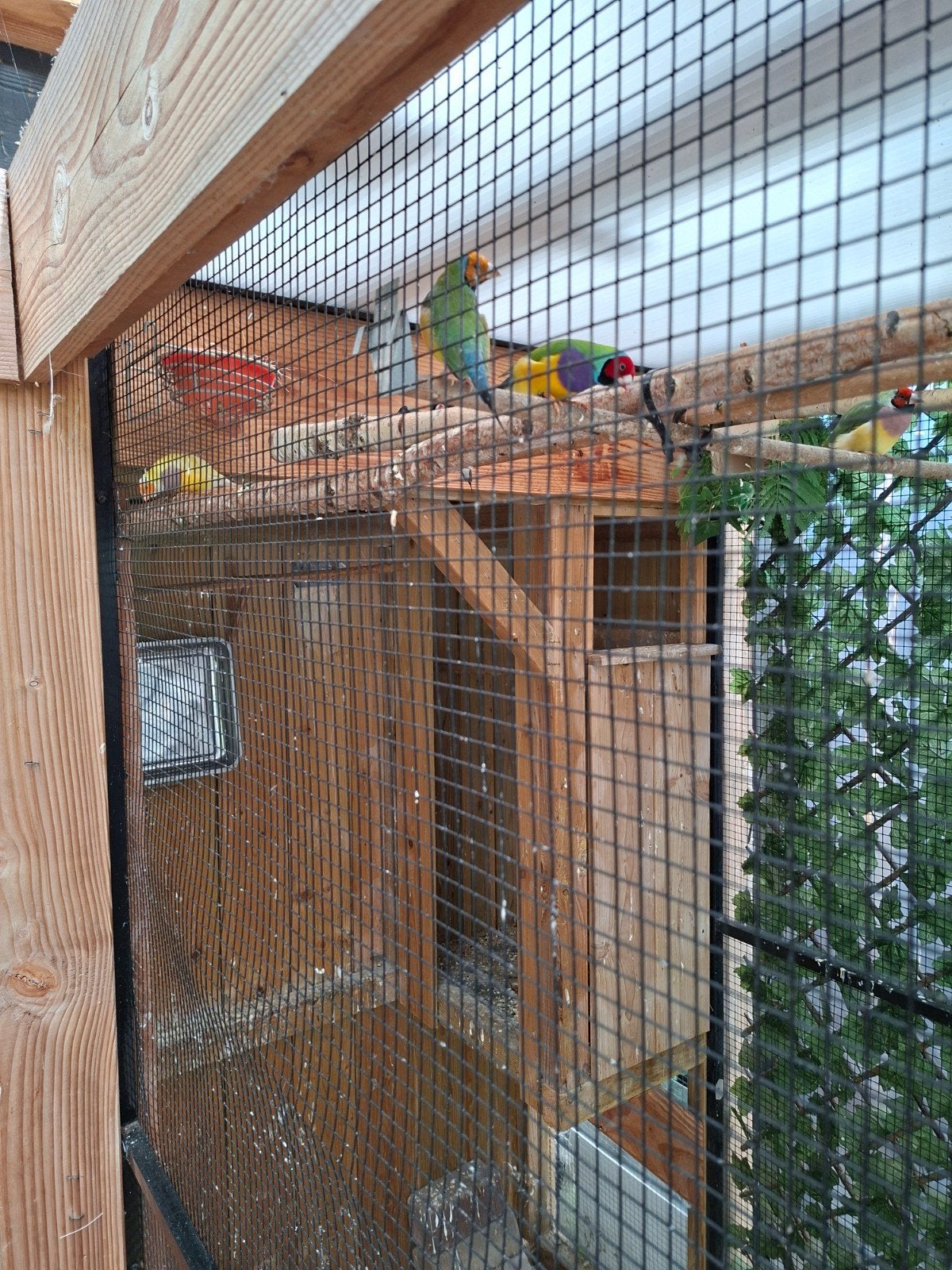 Gouldamadines, Dieren en Toebehoren, Vogels | Kanaries, Meerdere dieren, Kleurkanarie
