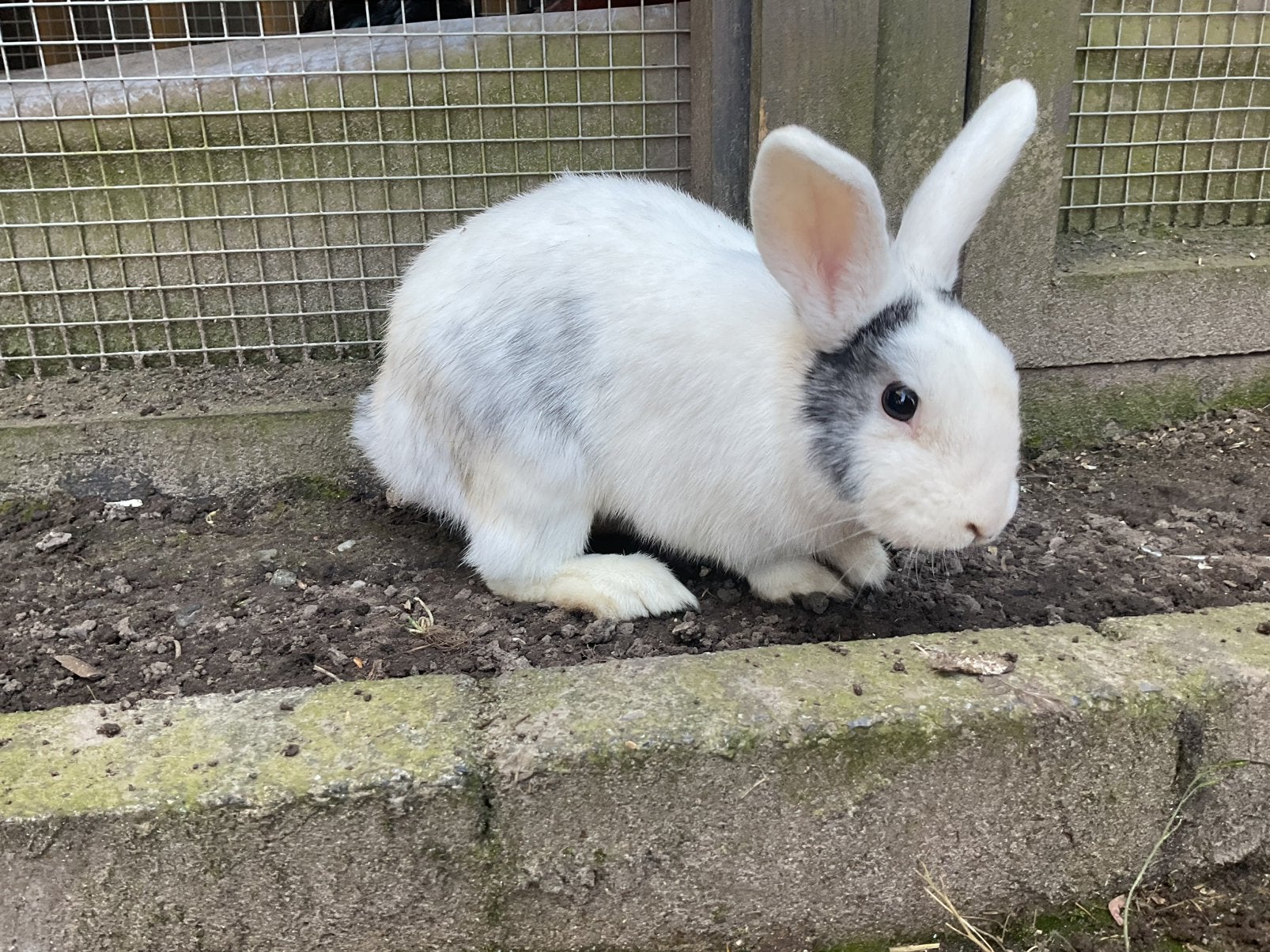 Super mooi en lief konijn, rammelaar van 1 jaar oud!, Dieren en Toebehoren, Ophalen