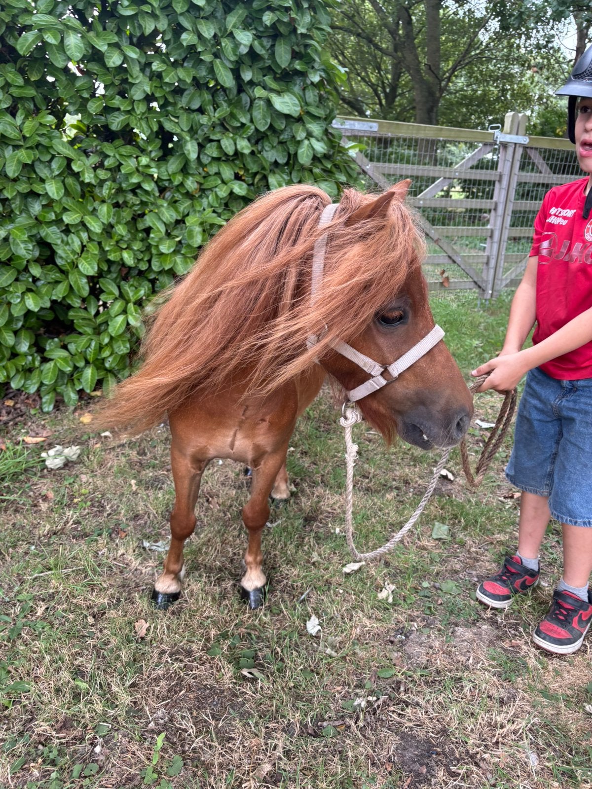 Lieve vosse ruin met stamboek, Ruin, A pony (tot 1.17m)