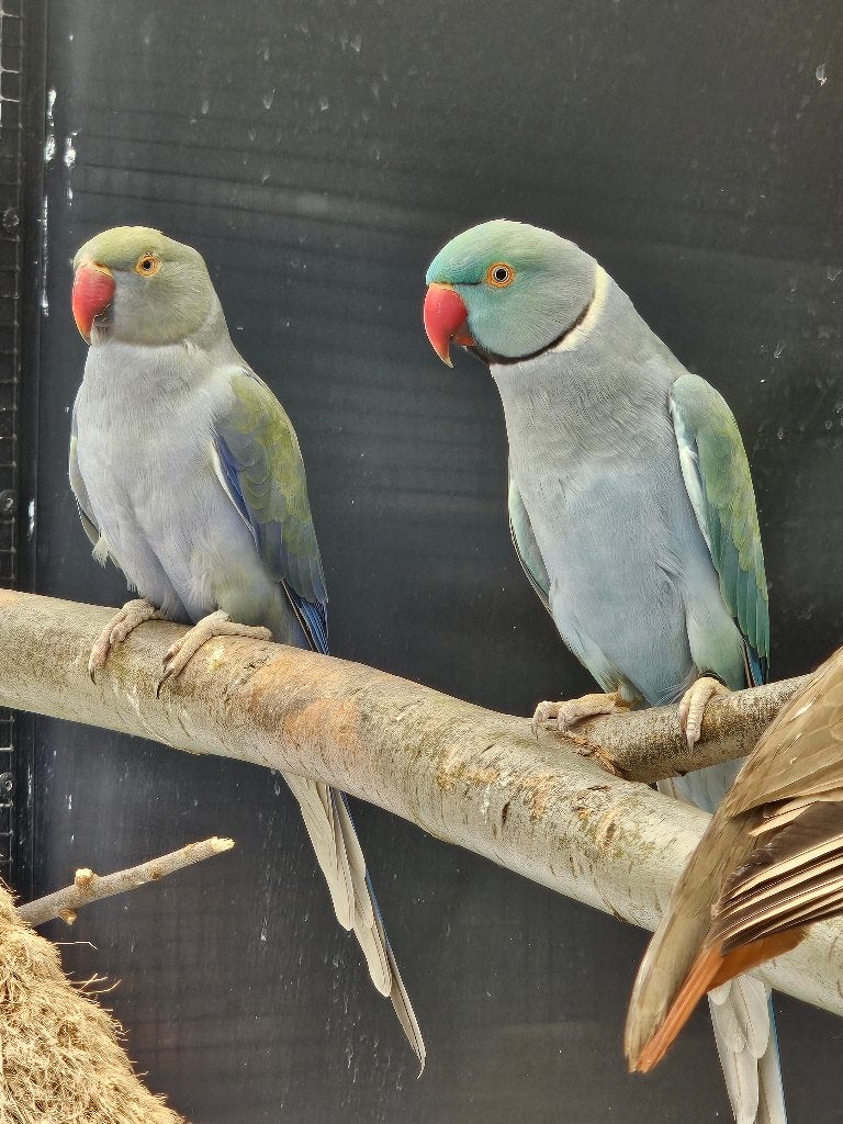 Koppel Halsbandparkieten | blauw turquoise | 2020/2022, Dieren en Toebehoren, Meerdere dieren, Parkiet, Geringd