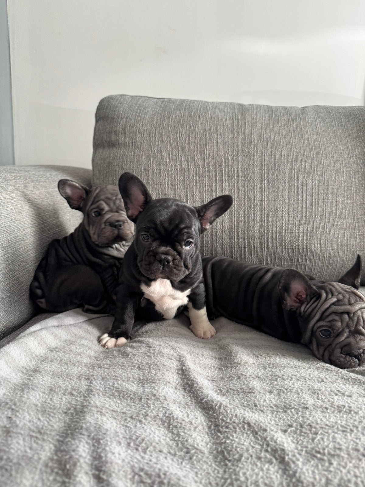 Mooi Franse Bulldog puppys, Parvo, 8 tot 15 weken, Bulldog, Meerdere