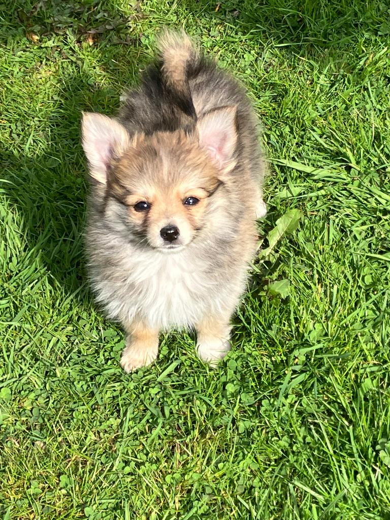 Pomeriaan klein dwerg Keesje pup, Parvo, Keeshond, 8 tot 15 weken, Teef