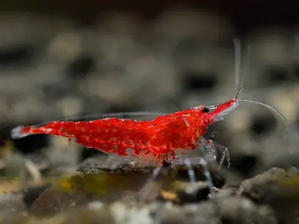 Vuur Garnaal - Aquarium Garnaal - 10 voor €9,99, Dieren en Toebehoren, Kreeft, Krab of Garnaal