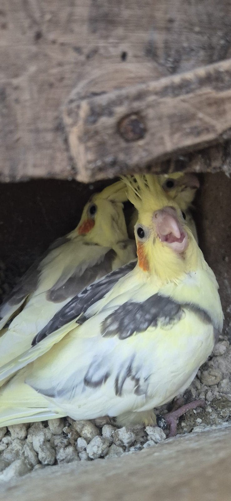 Tekoop jonge valkparkieten, Dieren en Toebehoren, Meerdere dieren, Parkiet