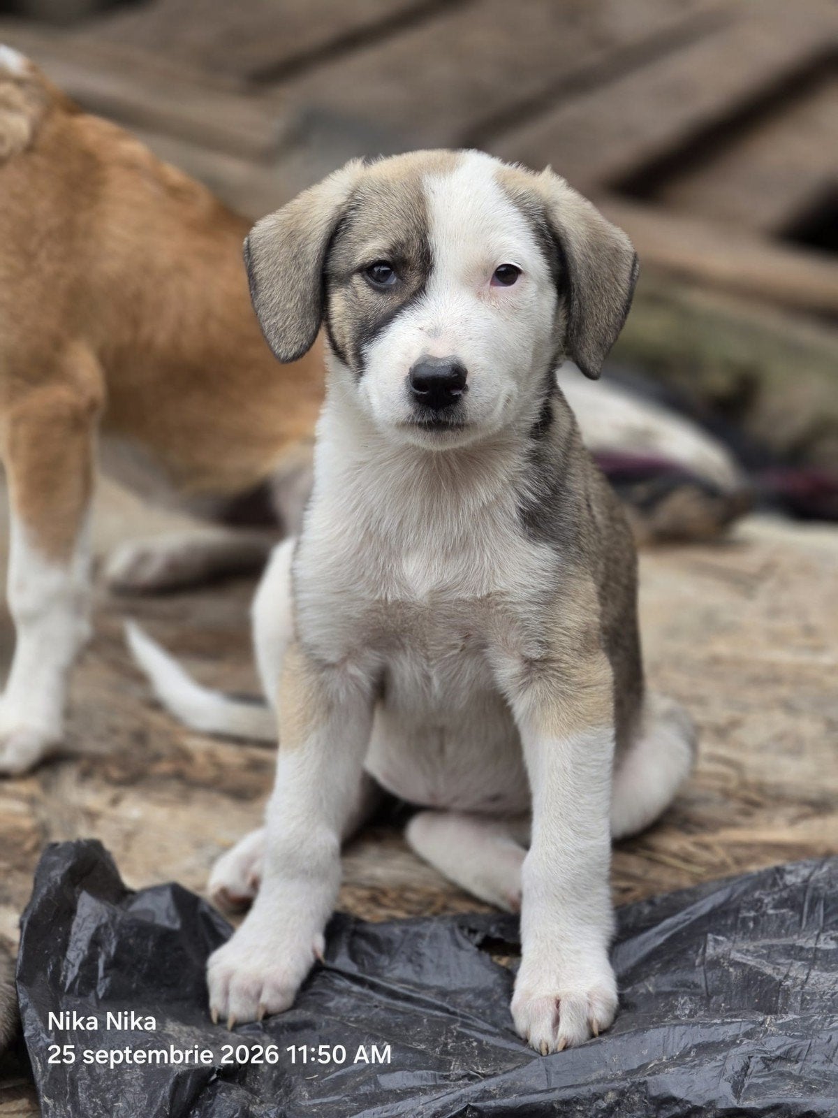 pup Snoozy zoekt een baasje, Dieren en Toebehoren, 15 weken tot 1 jaar, Handelaar, Buitenland, Teef