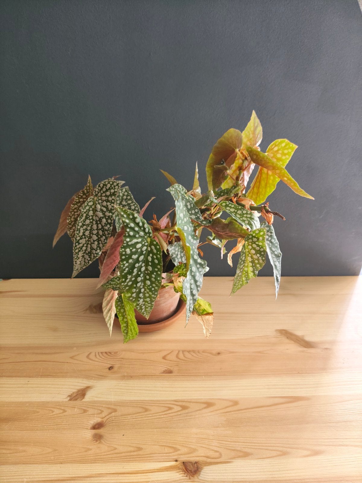 Begonia silver, Ophalen, Zo goed als nieuw