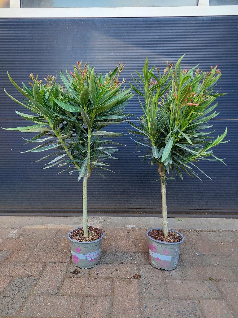 Nerium Oleander (op stam)-Oleanderboompje (Roze en wit) H:90, Tuin en Terras, Planten | Tuinplanten, Vaste plant, Overige soorten