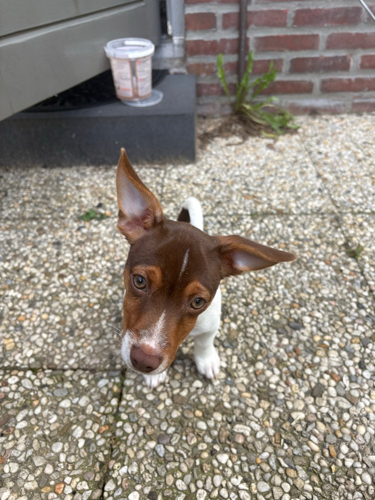 Jack russell pup, Dieren en Toebehoren, België, Parvo, Particulier, Reu