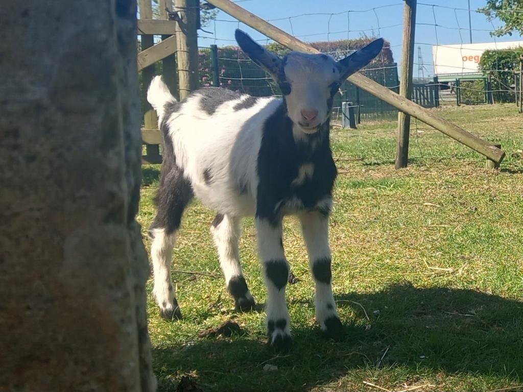 Super mooie bonte bok, hoornloos, Mannelijk, Geit