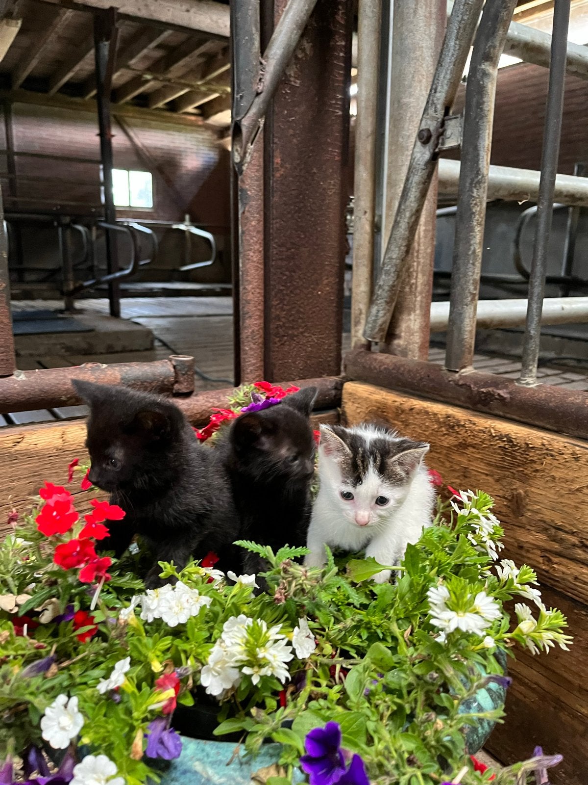 3 Prachtig lieve kittens te koop, Geslacht onbekend, Ontwormd, 0 tot 2 jaar