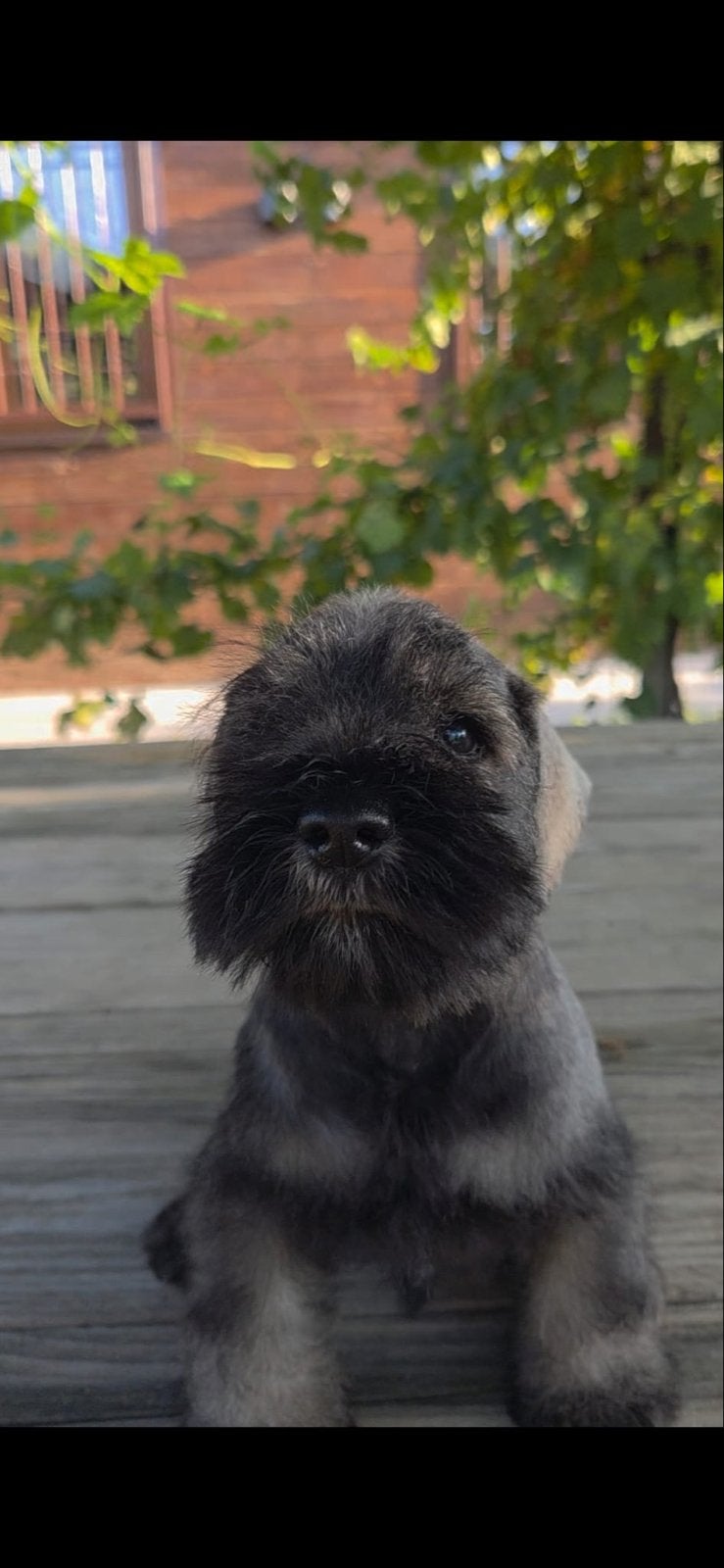 DwergSchnauzers Mannetjes Pups, Dieren en Toebehoren, Honden | Herdershonden en Veedrijvers, Parvo, Fokker | Hobbymatig, 8 tot 15 weken
