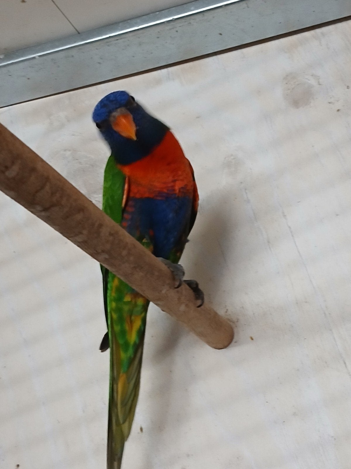 3 Lori's van de Blauwebergen 2026, Meerdere dieren, Papegaai