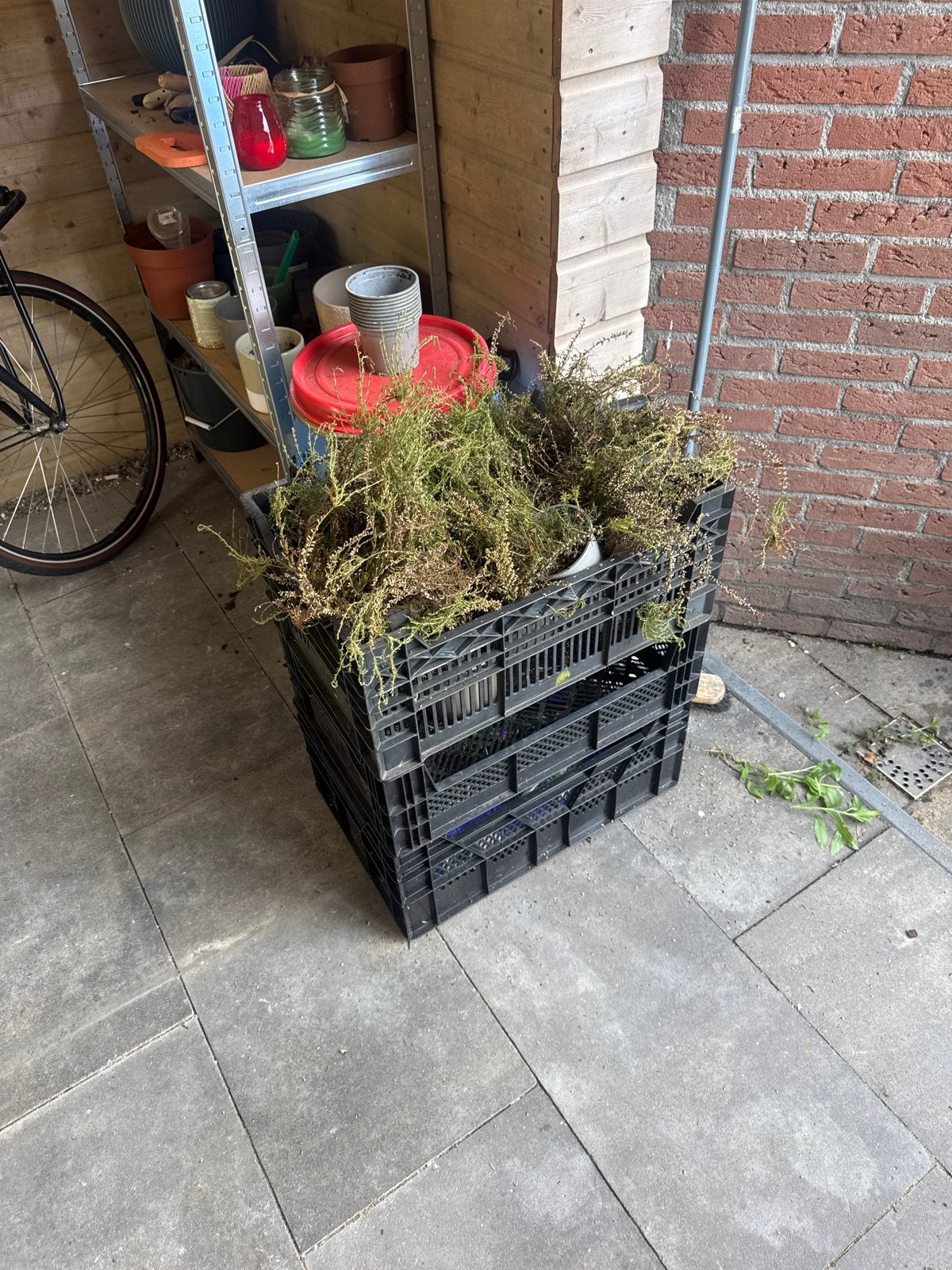 GRATIS 12 heideplantjes gratis af te halen, Ophalen, Bodembedekkers, Volle zon, Vaste plant