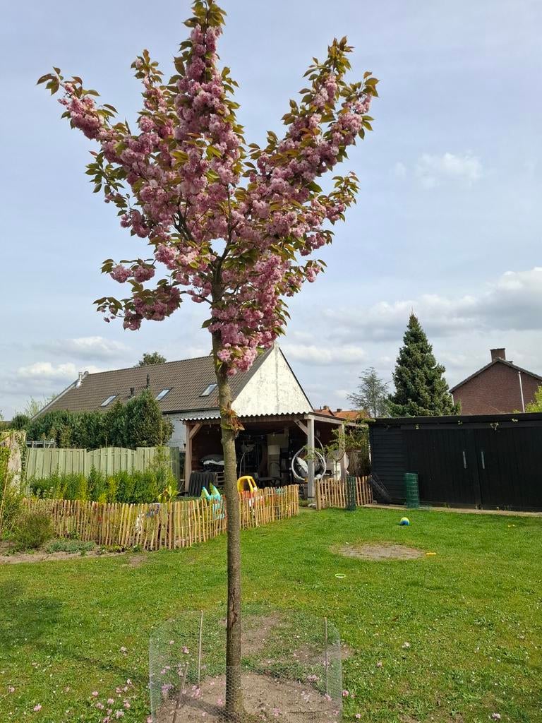 Prachtige Japanse Kers - Sierlijke Bloesemboom, Tuin en Terras, Volle zon, Vaste plant, Lente, Ophalen