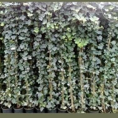 Klimop (Hedera hibernica) - Groene Schuttingplant, Vaste plant, Ophalen of Verzenden, Bloeit niet, Halfschaduw