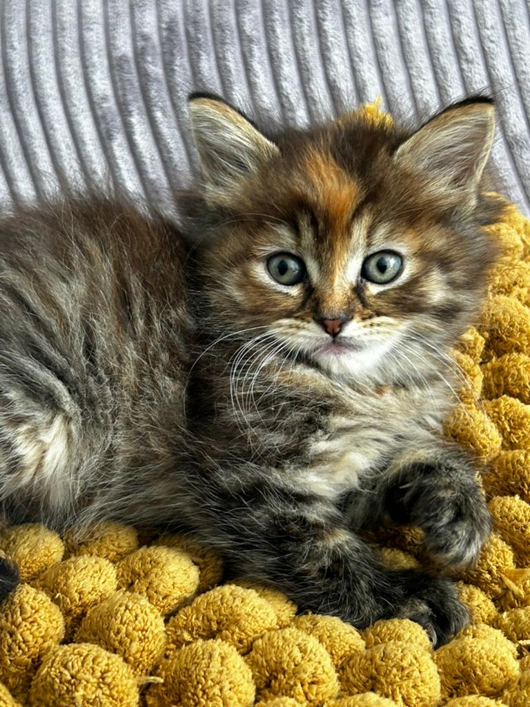 Mooie lieve noorse boskat x kittens, Dieren en Toebehoren, Poes