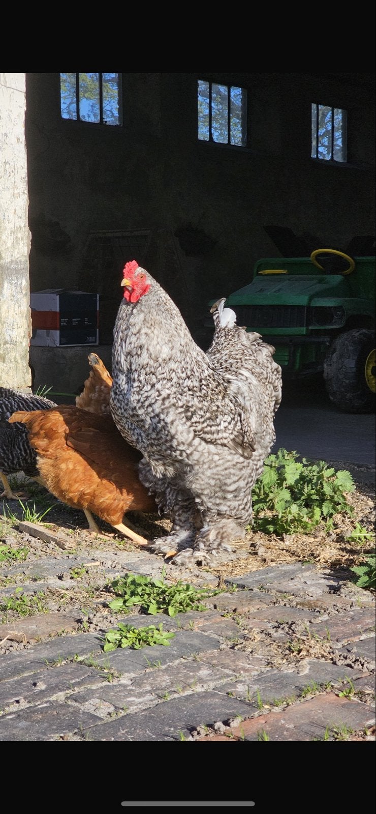Brahma Haan, Mannelijk, Kip