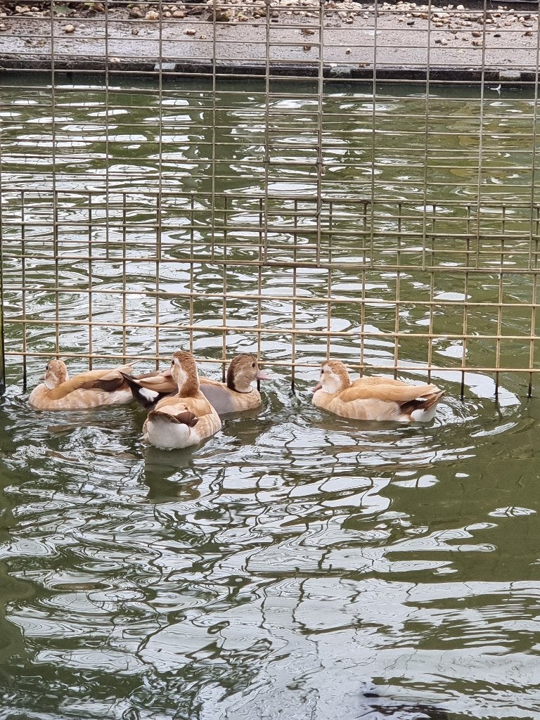 Roodschoudertaling | Broedkoppels | Persoonlijk advies, Dieren en Toebehoren, Meerdere dieren, Eend