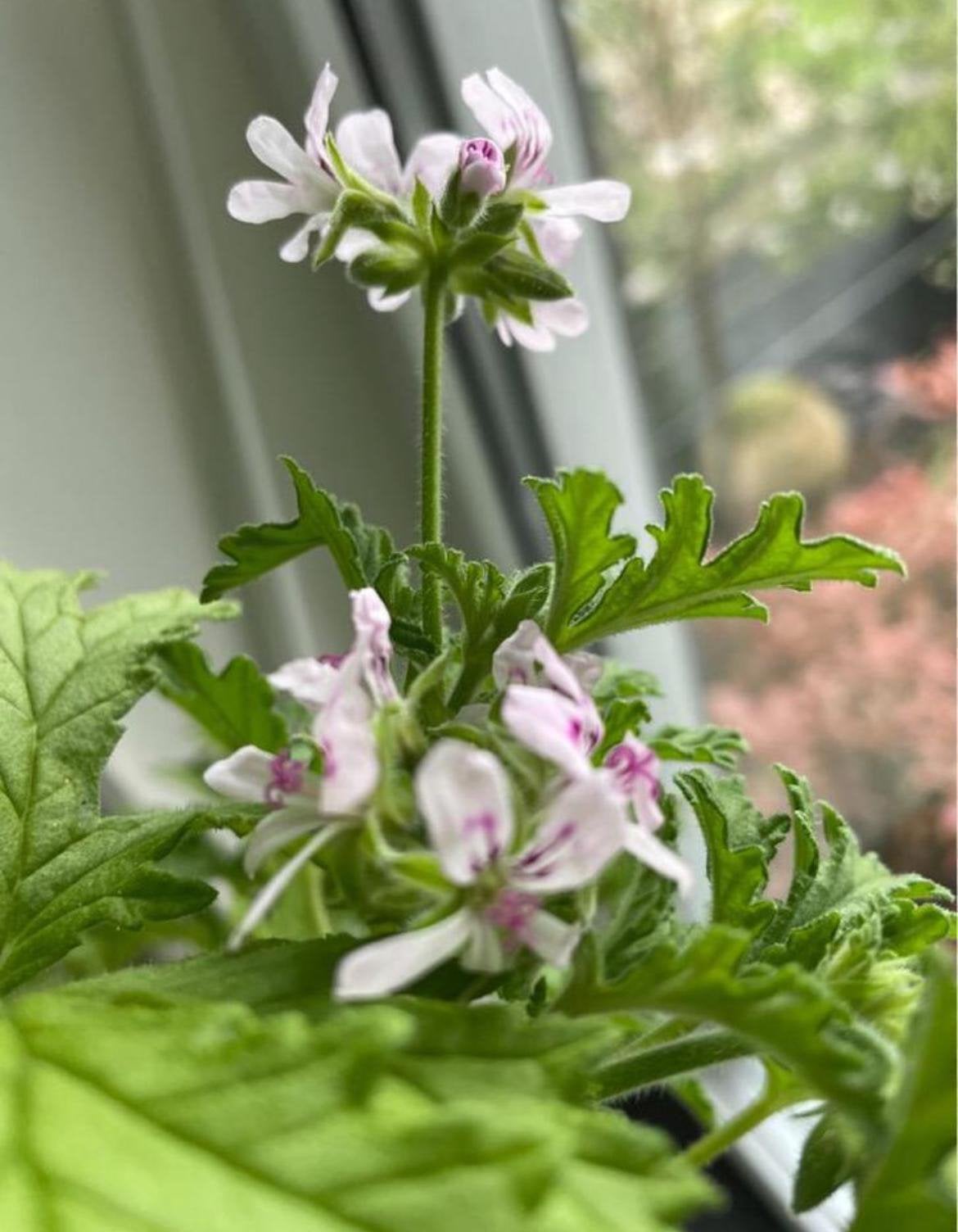 Geurende citrusgeranium bio planten stekjes/ de muggen weg, Ophalen, Overige soorten, In pot, Minder dan 100 cm