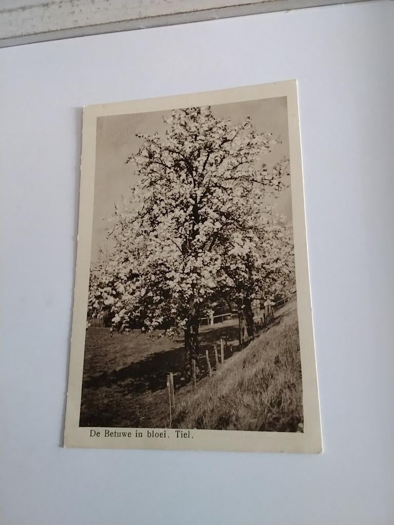TIEL.     DE BETUWE IN BLOEI, Verzamelen, Ansichtkaarten | Nederland, Ophalen of Verzenden, Voor 1920, Gelderland