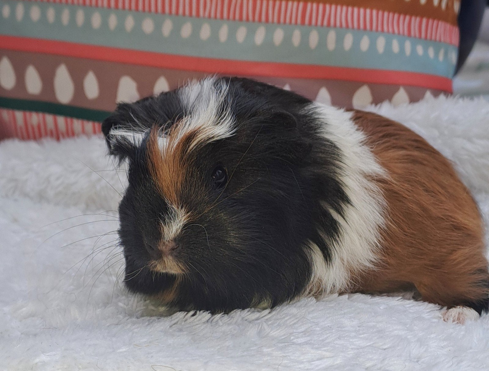 lieve baby coronet cavia, Augustus, Mannelijk, Cavia
