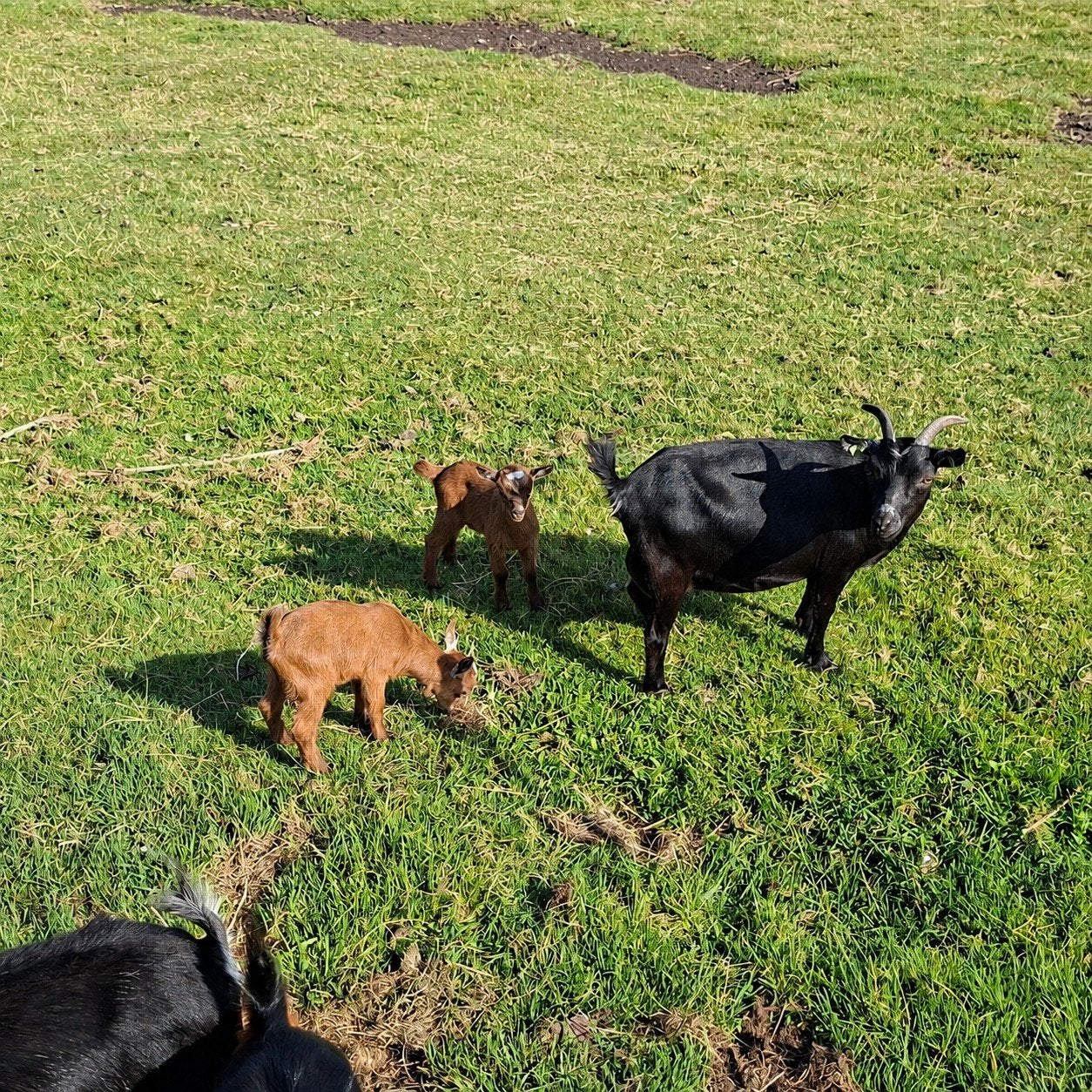 Mooie zwarte dwerggeit met 2 lammetjes, Meerdere dieren, Geit, 0 tot 2 jaar