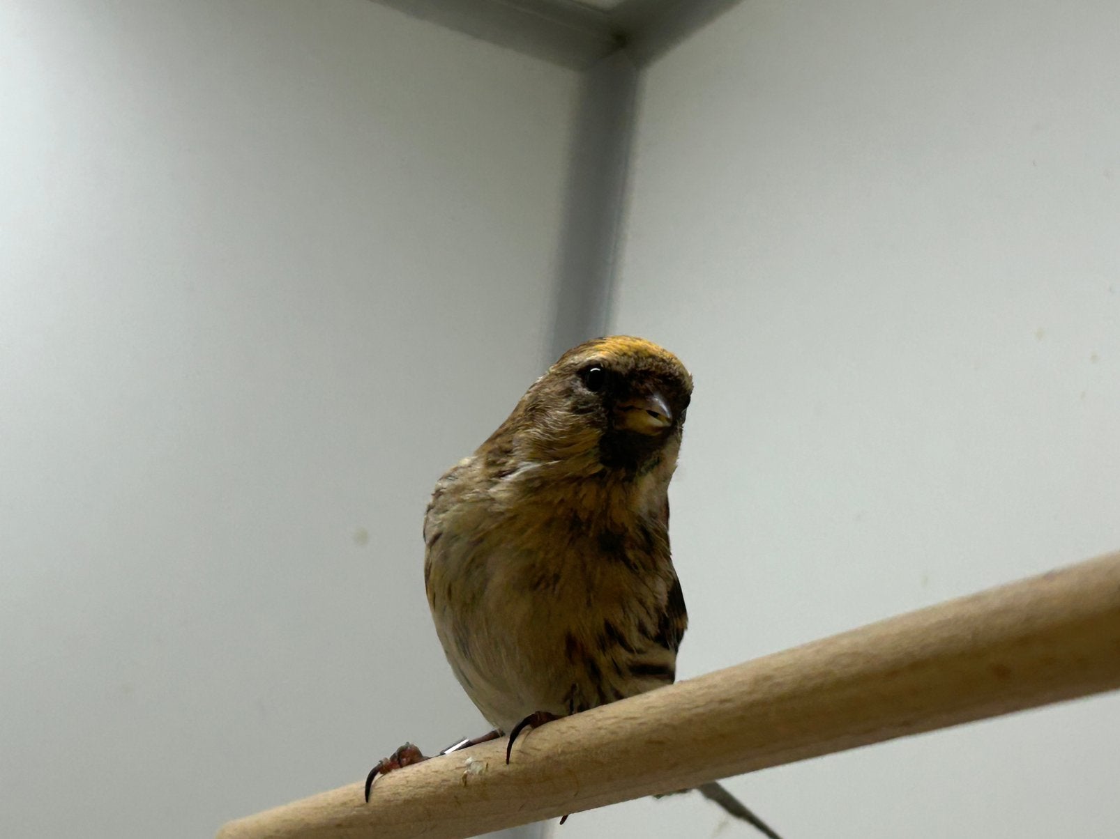 Kleine Barmsijs 1-0, Mannelijk, Wildzangvogel, Geringd
