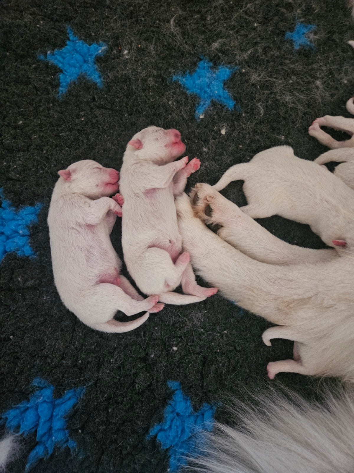 pups samojeed x, 8 tot 15 weken, Poolhond, Meerdere, Meerdere dieren