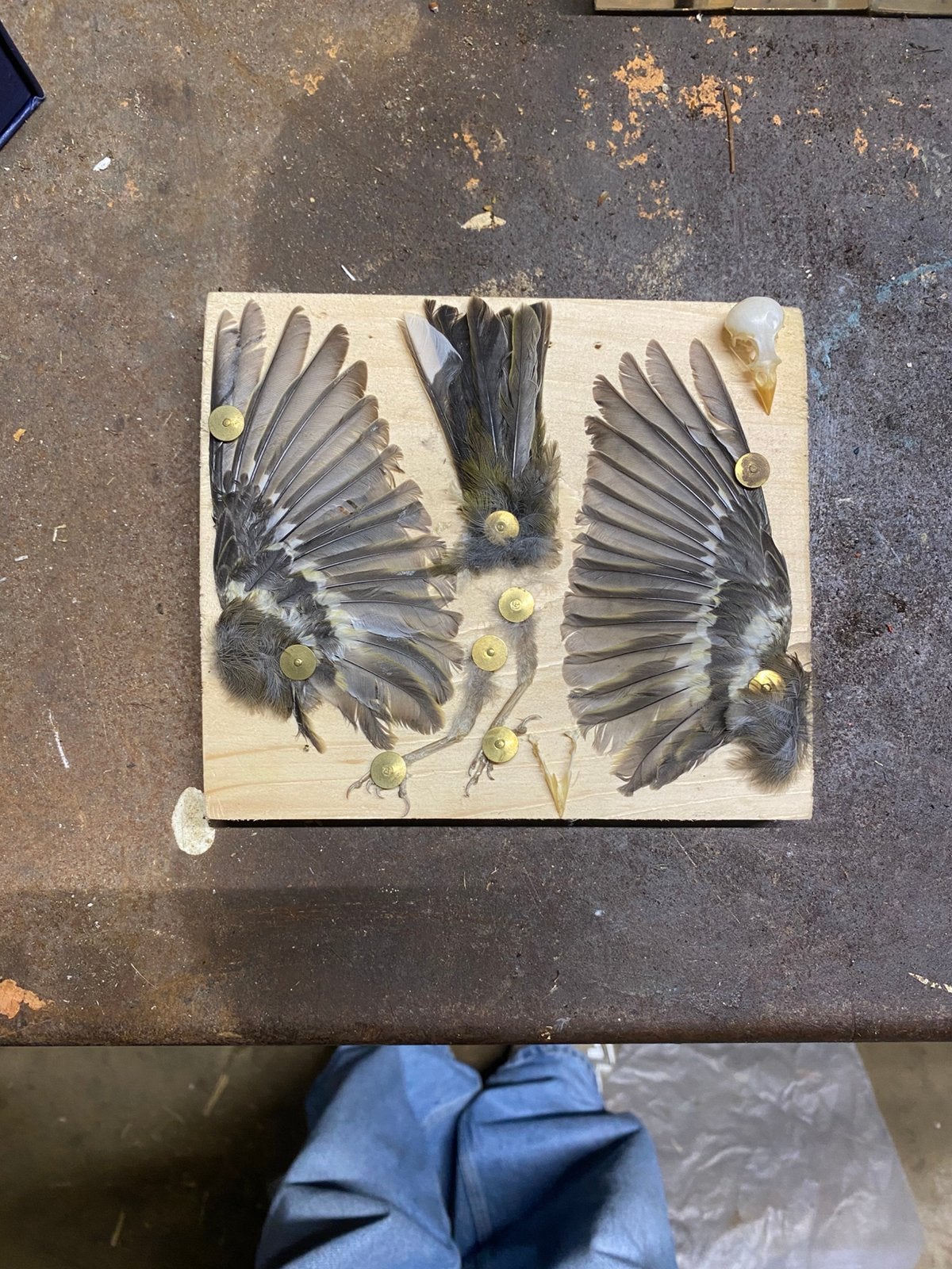 Uniek taxidermie / curiosa paneel – Vrouwelijk vinkje, Verzenden, Nieuw, Vogel, Opgezet dier