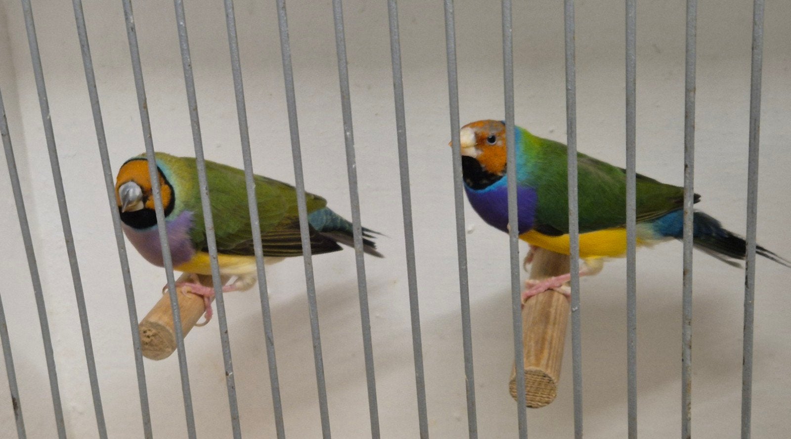 Gouldamadines, een koppel. Mooie forse vogels., Dieren en Toebehoren, Meerdere dieren, Parkiet