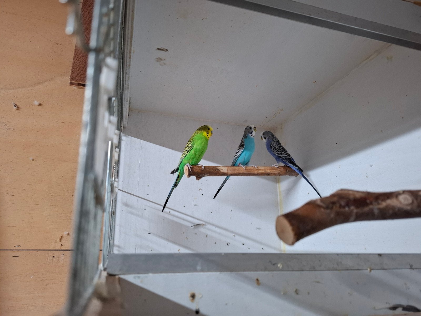 grasparkieten, Meerdere dieren, Parkiet, Geringd