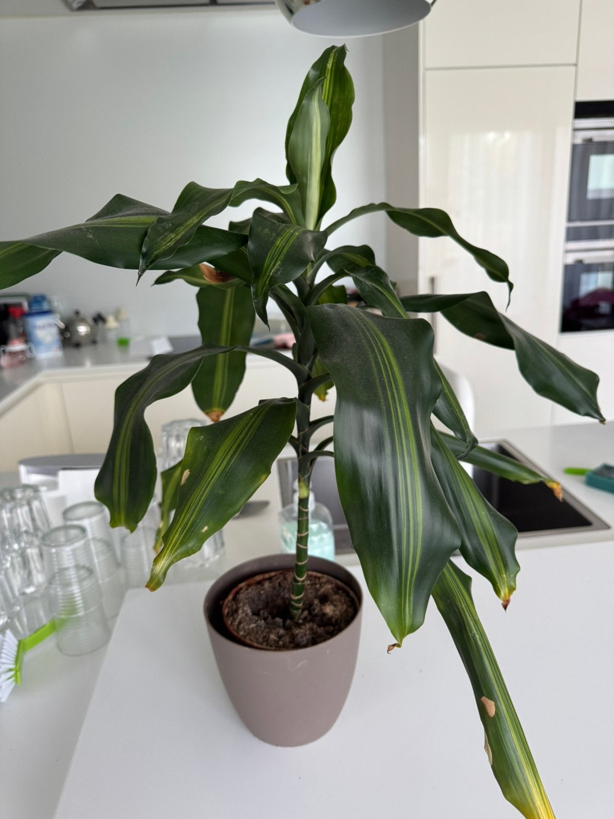 Kamerplant, Ophalen of Verzenden, Halfschaduw, Minder dan 100 cm