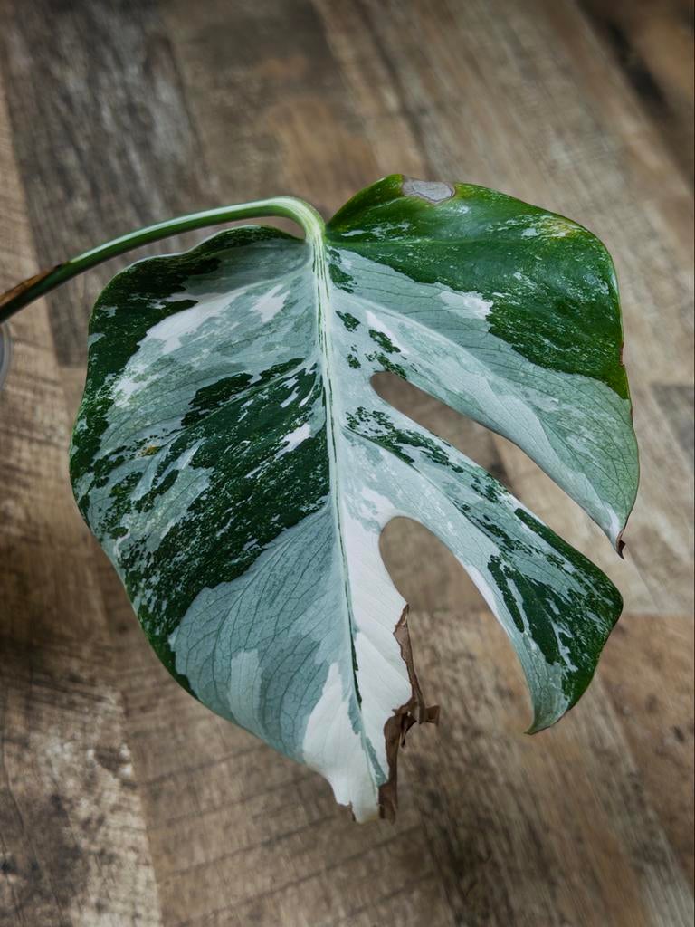 Monstera Albo Variegata stek met veel wortels, Ophalen of Verzenden, Halfschaduw, Minder dan 100 cm