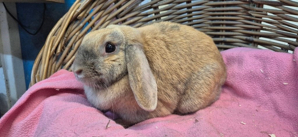Konijnendame PIP uit de opvang zoekt een tehuis!, Dieren en Toebehoren, Mannelijk, Dwerg