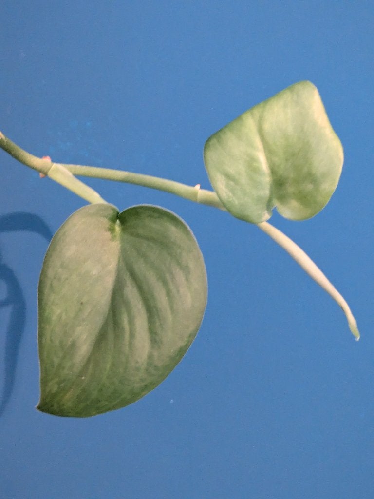 Scindapsus Jade Satin Green stek, Ophalen of Verzenden, Halfschaduw, Minder dan 100 cm