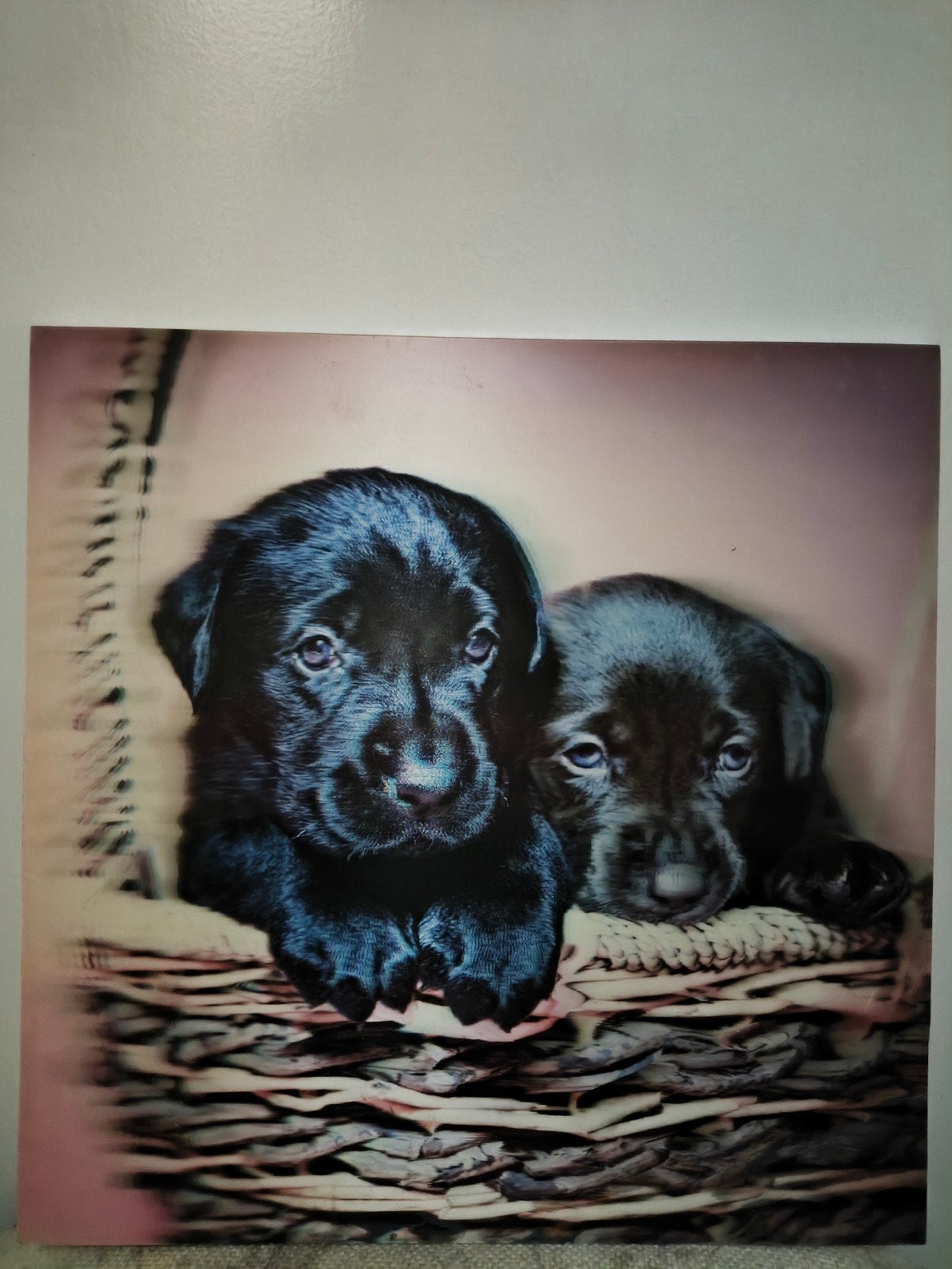 3D poster hondjes schilderij wanddecoratie dieren
muurdecora, Schilderij, Meerkleurig, Zo goed als nieuw, 29 cm