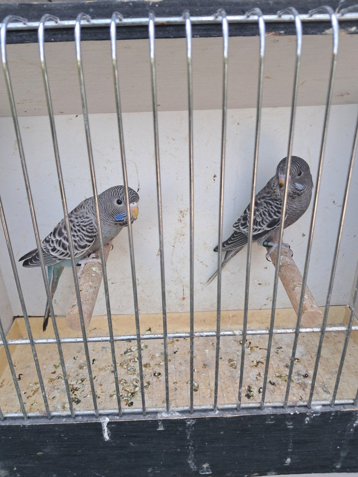 blauwe en grijze blackface grasparkieten, Dieren en Toebehoren, Vogels | Parkieten en Papegaaien, Meerdere dieren, Parkiet, Geringd
