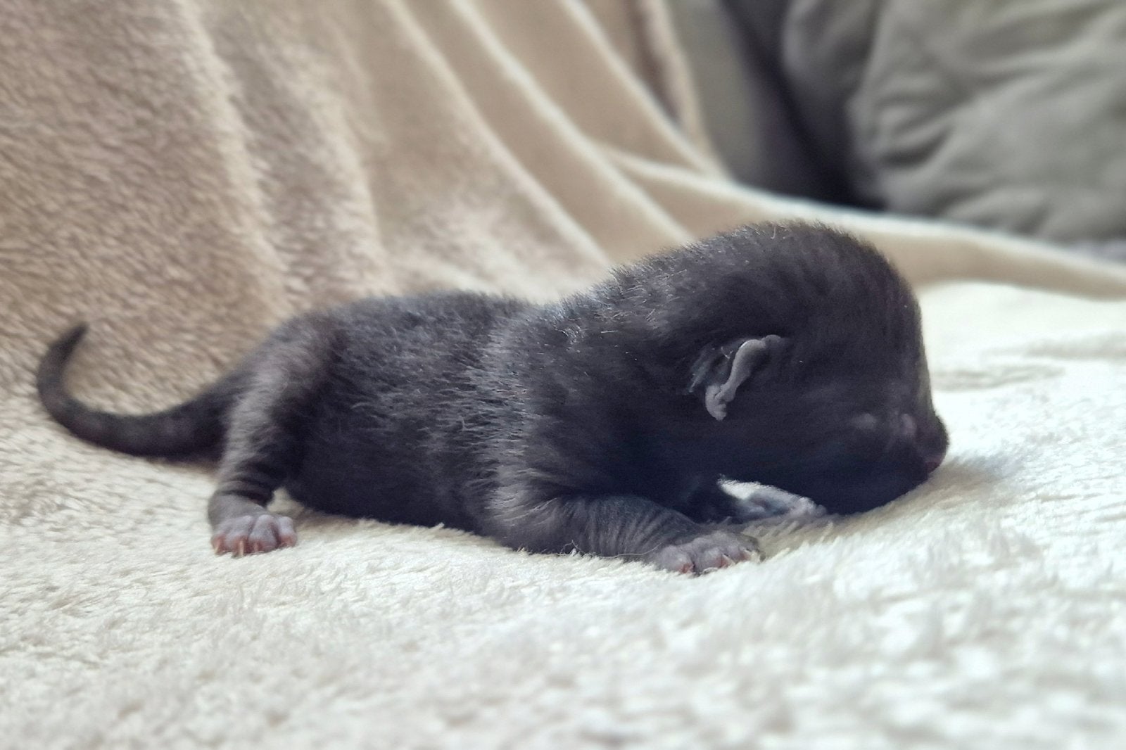 Prachtige kittens met Siberische genen, Meerdere dieren, Kortharig, 0 tot 2 jaar