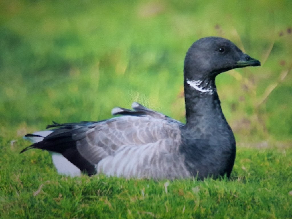 Pacific Rotgans, Vrouwelijk, Gans of Zwaan