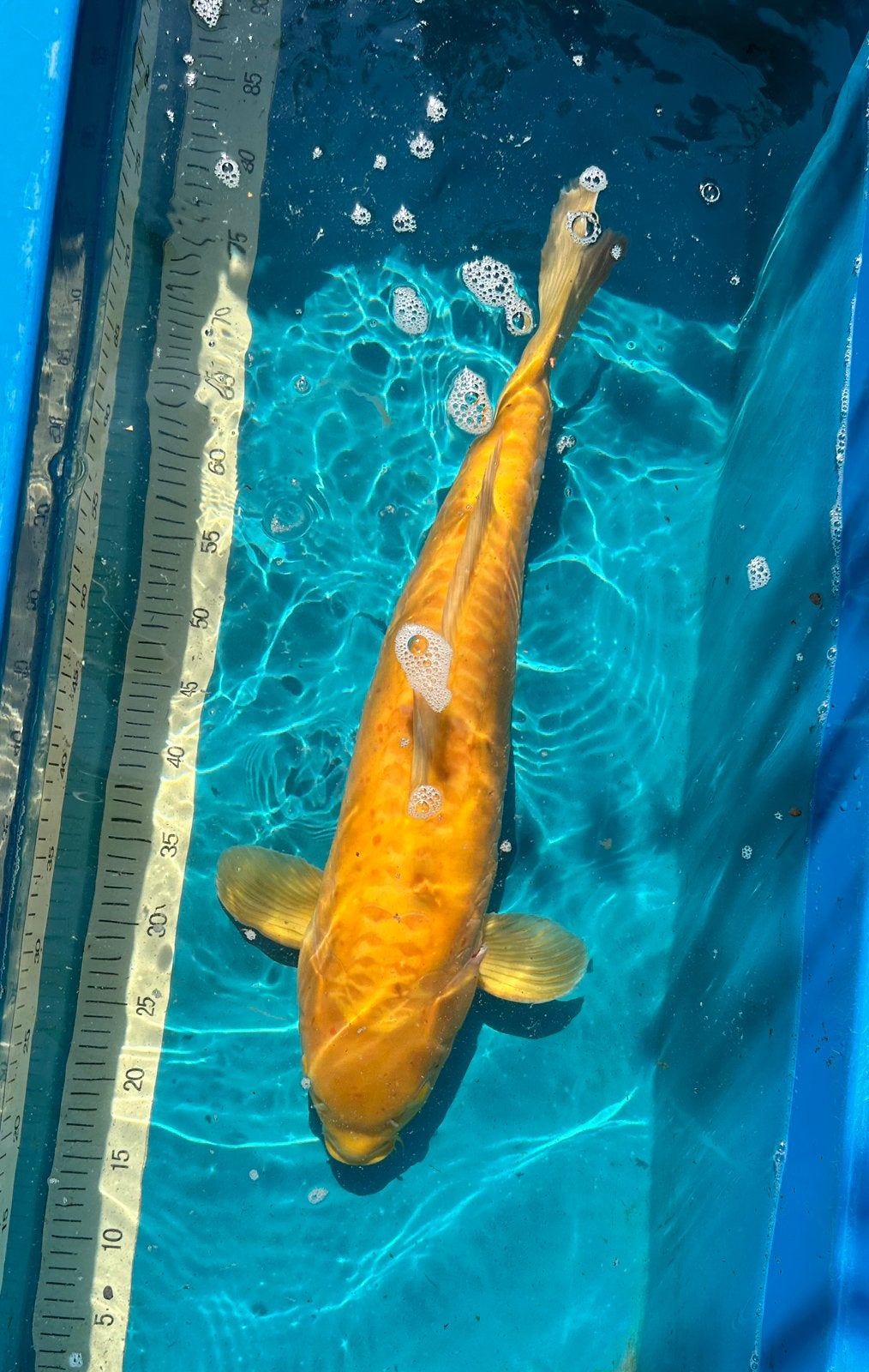 Doitsu karashigoi 52 cm ( Hand tam) snelle groeier!!, Dieren en Toebehoren, Vissen | Vijvervissen, Karper of Koi