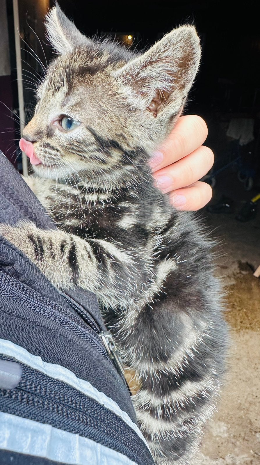 Kittens, Poes