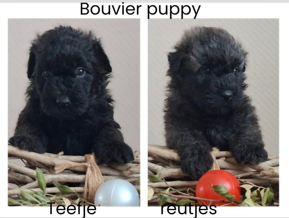 Bouvier des Flandres pups, Dieren en Toebehoren, Honden | Herdershonden en Veedrijvers, Bouvier, Parvo, 8 tot 15 weken, Meerdere