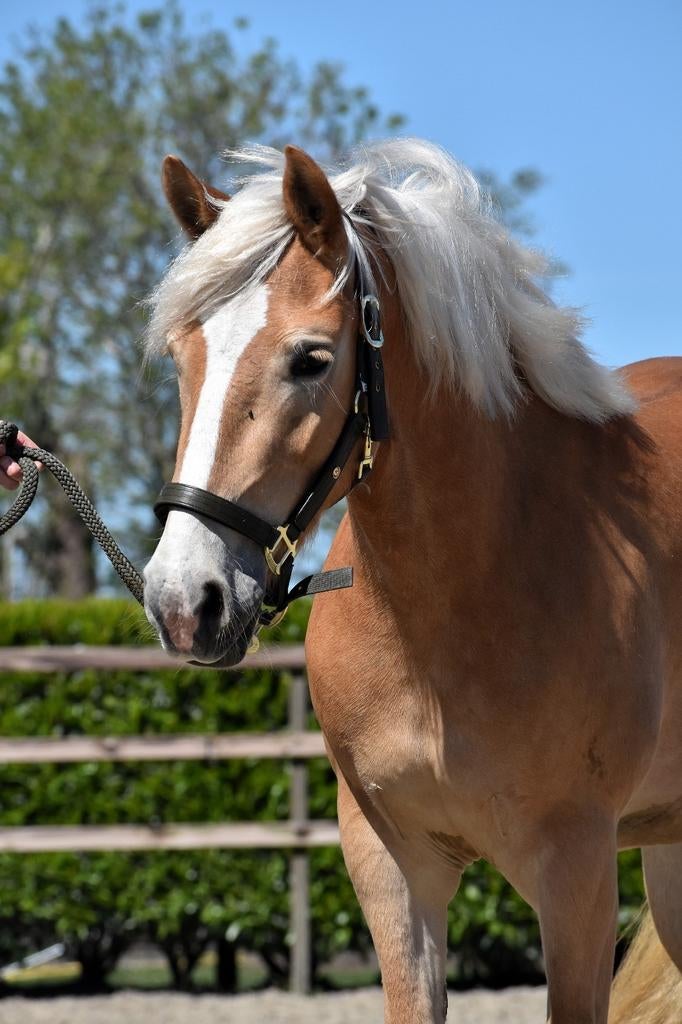 **KNAPPE & MAKKE 3 JARIGE HAFLINGER MERRIE**, Merrie, Met stamboom, 3 tot 6 jaar, Onbeleerd