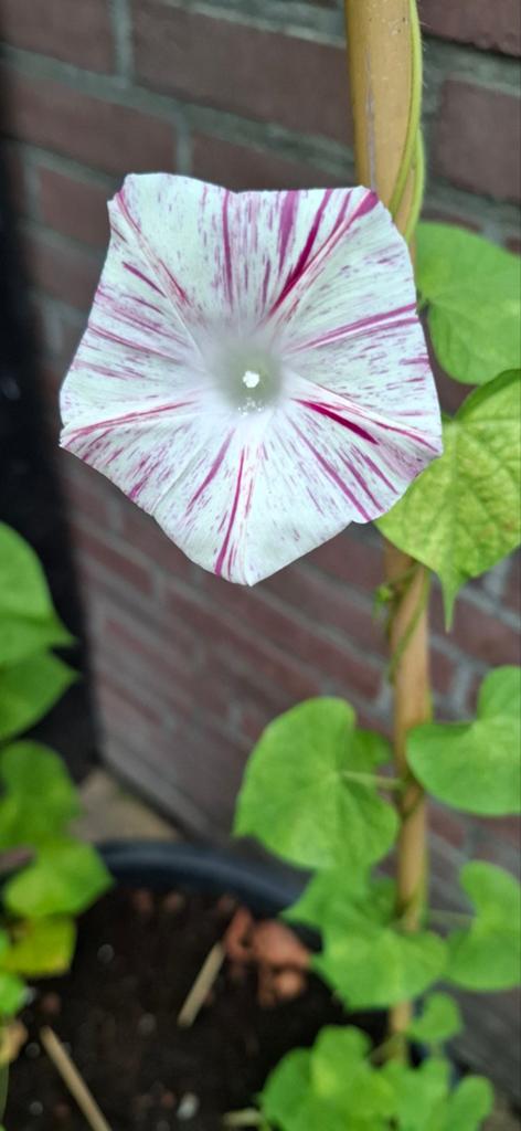 Ipomoea Venice pink, Tuin en Terras, Bloembollen en Zaden, Zaad, Voorjaar, Volle zon, Ophalen of Verzenden