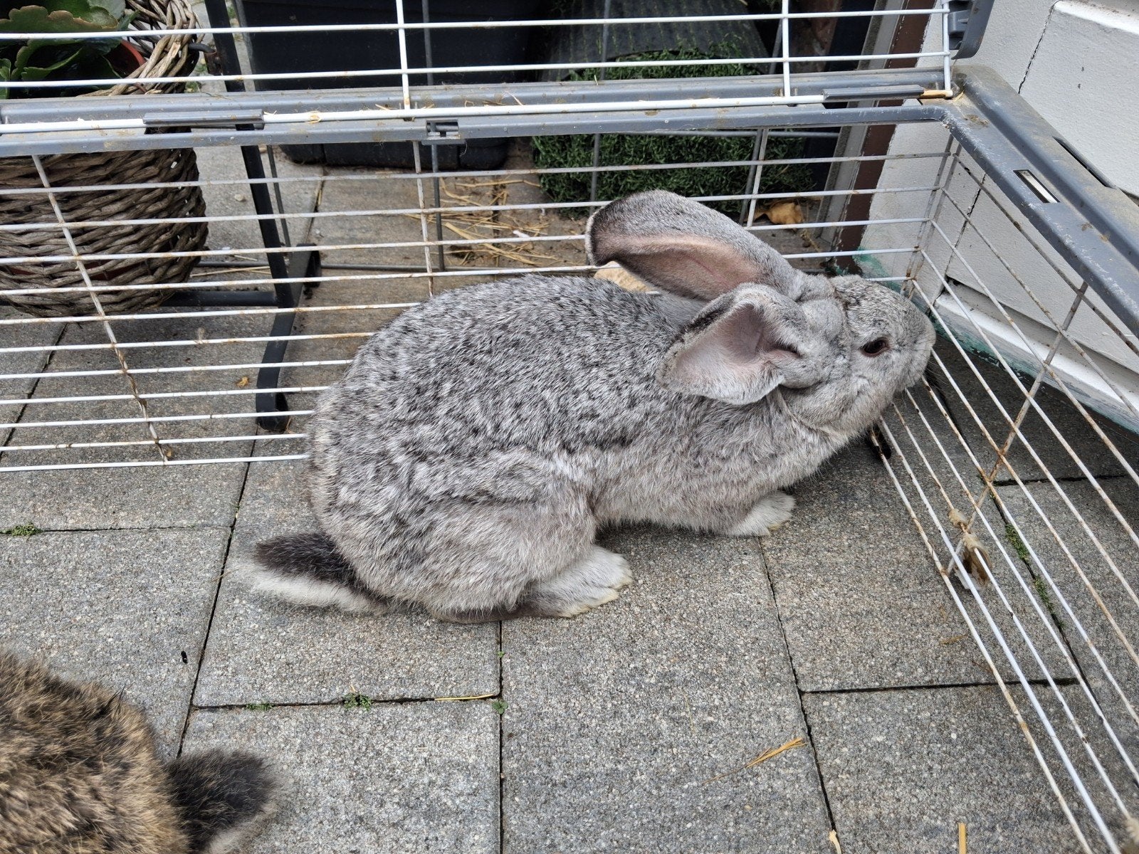 Vlaamse reus rammetje  gratis af te halen, Dieren en Toebehoren, Konijnen, Groot, Meerdere dieren, 0 tot 2 jaar