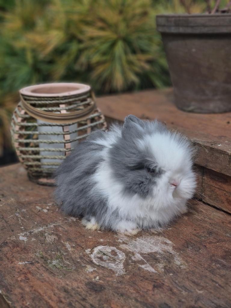 Teddy dwerg baby konijntje, Dieren en Toebehoren, Konijnen, Mannelijk, Dwerg