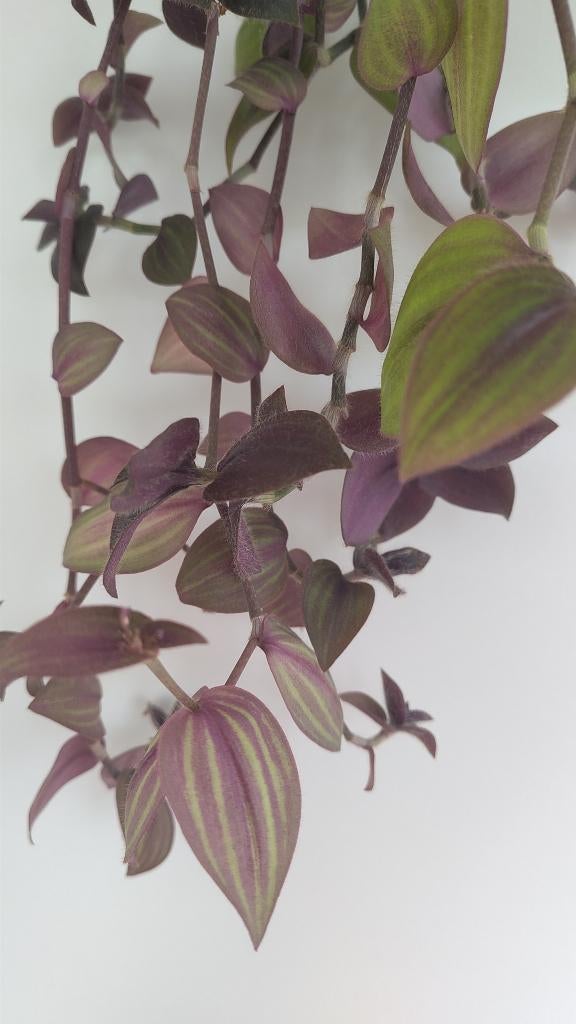 Meerdere stekjes Tradescantia, Huis en Inrichting, Kamerplanten, Ophalen, Overige soorten, Halfschaduw, Minder dan 100 cm