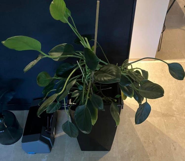 Groene plant, Groene kamerplant, Ophalen, Overige soorten, Minder dan 100 cm