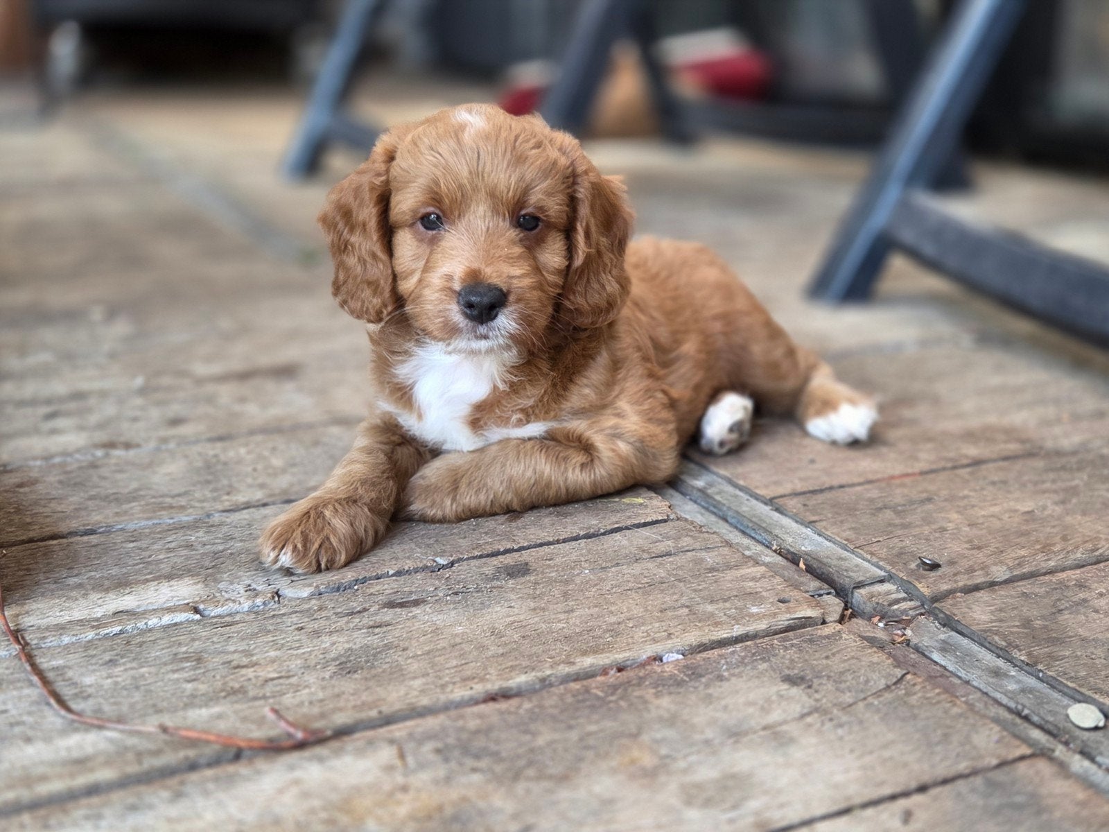 Cockapoo f1 pups mogen het nestje verlaten, Parvo, Overige rassen, 8 tot 15 weken, Meerdere